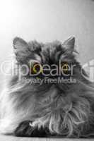 grey persian cat with yellow eyes