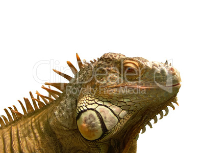 iguana