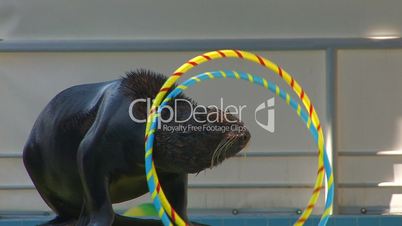 HD Fur seal playing with hoops on the stage, closeup