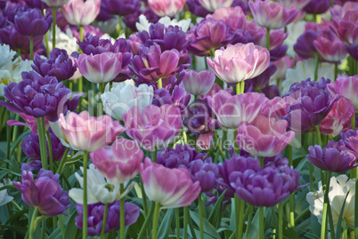 Flowers in a Oslo Meadow, Norway, May 2009