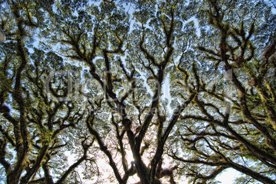 Detail of Daintree National Park, Queensland, Australia