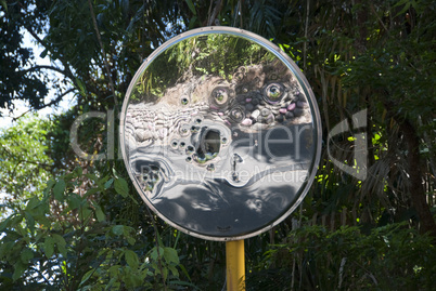 Detail of Daintree National Park, Queensland, Australia