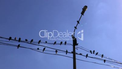 HD Birds on power line on blue sky background