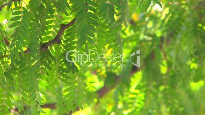 HD Tree branch with green leaves moving from the wind