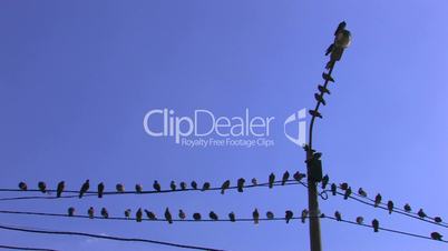 HD Birds on power line on blue sky background