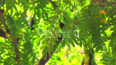 HD Tree branch with green and yellow leaves moving from the wind