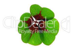 Glücksklee - four leafed clover 21