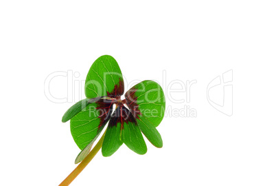Glücksklee - four leafed clover 22