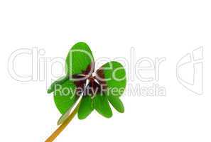 Glücksklee - four leafed clover 22
