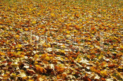 Herbstlaub auf Wiese - fall foliage on meadow 06