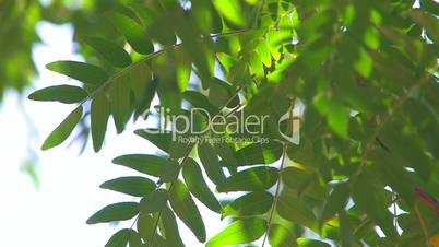 HD Moving tree branch with green leaves