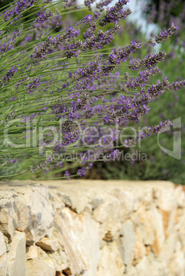 Lavendel auf Mauer - lavender on wall 08