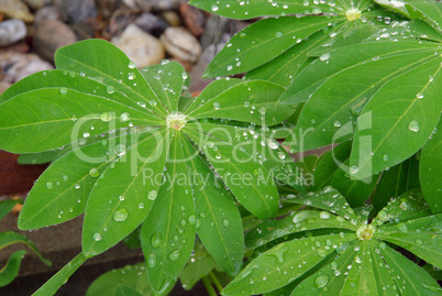 Lupine Blatt - lupin leaf 02