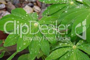 Lupine Blatt - lupin leaf 02