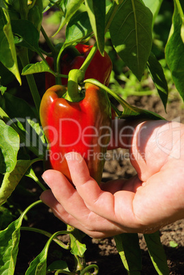 Paprika ernten - paprika harvest 02