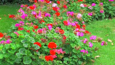 HD Multi colored flower bed and green grass background