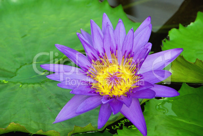 Seerose - water lily 21