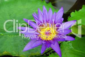 Seerose - water lily 21