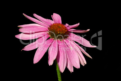 Sonnenhut Purpur - Purple Coneflower 20