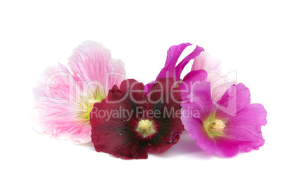 Stockrose freigestellt - hollyhock isolated 03