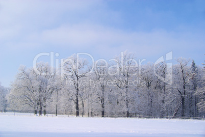 Wald im Winter - forest in winter 17