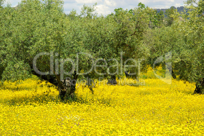 Wiese mit Olivenbaum - meadow and olive tree 04