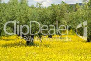 Wiese mit Olivenbaum - meadow and olive tree 04