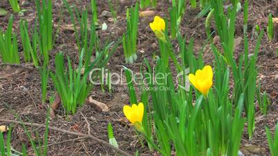 HD Sprouts of yellow tulips in spring