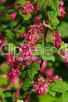 Zierjohannisbeere - Flowering Currant 01