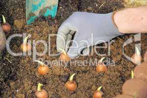 Zwiebel stecken - bulb planting 12