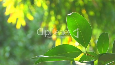 HD Moving tree branch with green leaves on yellow background, closeup