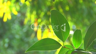 HD Moving tree branch with green leaves on yellow background, closeup