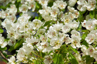 Birnbaumblüte - flowering of pear tree 64
