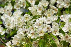 Birnbaumblüte - flowering of pear tree 64