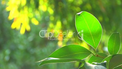 HD Tree branch with green leaves, background defocused, closeup