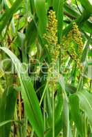 Hirse Pflanze - millet Plant 01