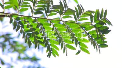 HD Moving tree branch with green leaves