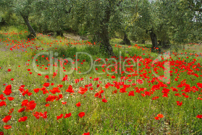 Mohn unter Olivenbaum - poppy and olive tree 15