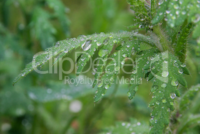 Mohnblätter nass - wet leaves from poppy 07