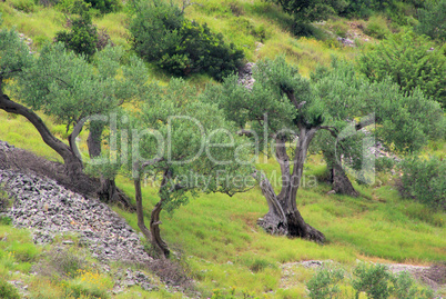 Olivenhain - olive grove 21