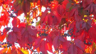 HD Wildgrape branch with red leaves, slightly moving, closeup