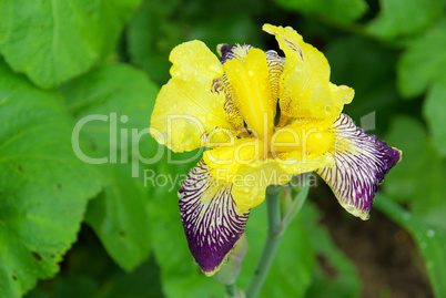 Schwertlilie - iris 38
