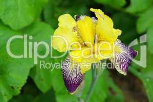 Schwertlilie - iris 38