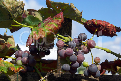 Wein - grape 23