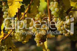 Wein - grape 26