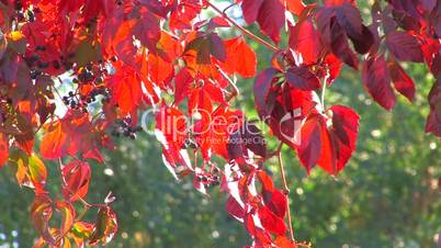 HD Wildgrape branch with red leaves on the green tree background, closeup