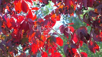 HD Wildgrape branch with red leaves on the green tree background, closeup
