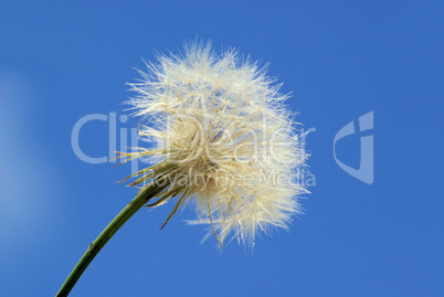 Bocksbart - Western Salsify 06