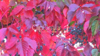 HD Wildgrape branch with red leaves, slightly moving, closeup