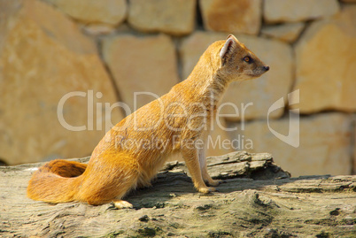 Fuchsmanguste - Yellow Mongoose 03